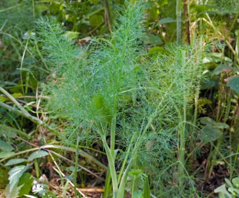 Wild-fennel-plant